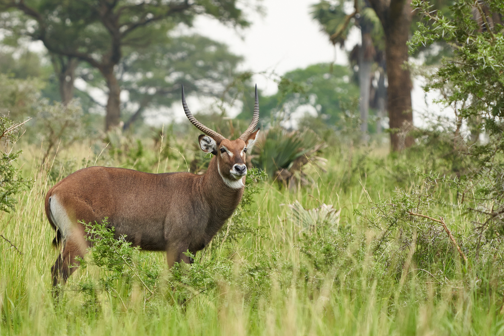 Wasserbock in Murchison Falls