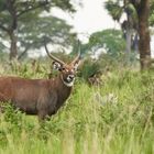 Wasserbock in Murchison Falls