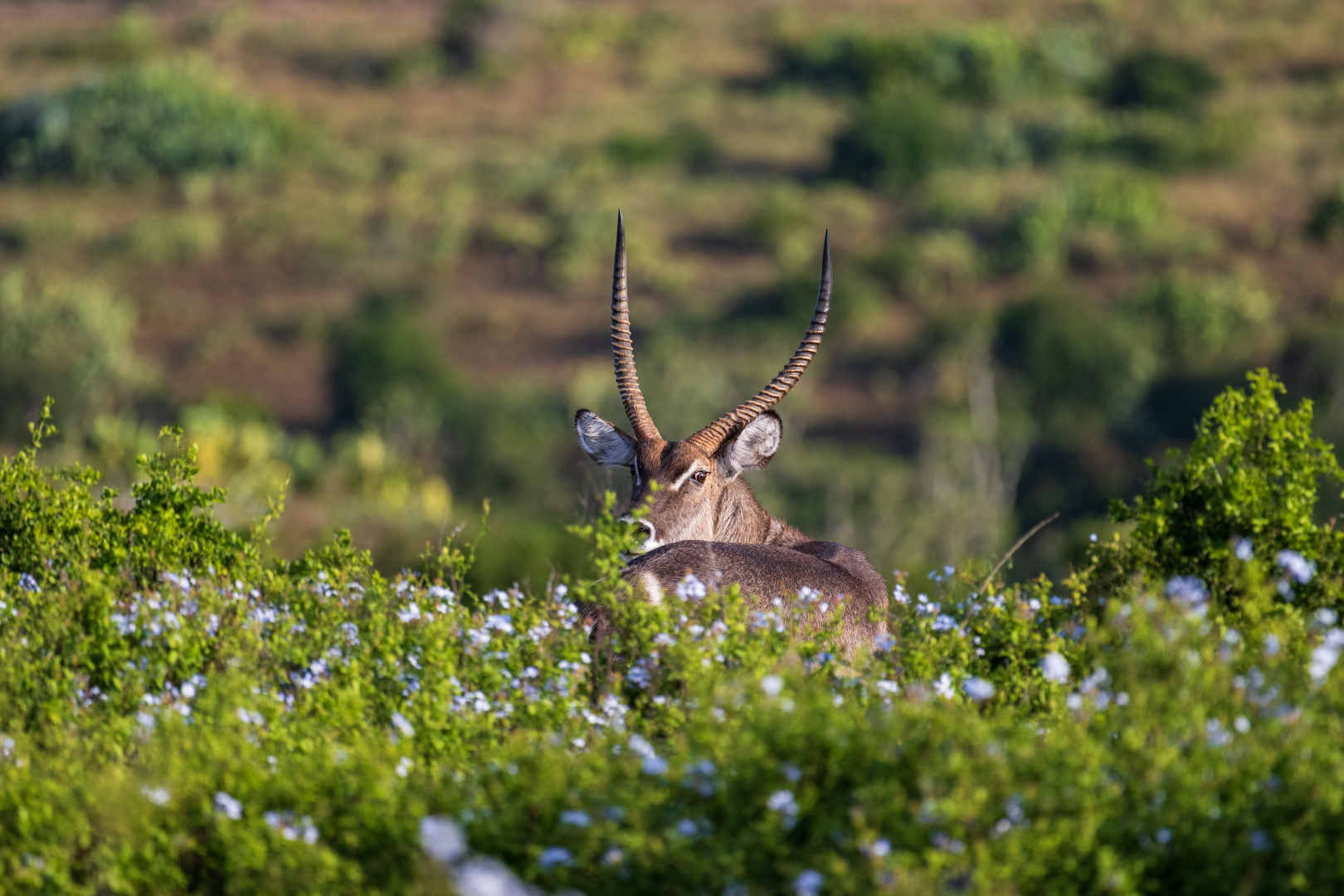 Wasserbock in Südafrika