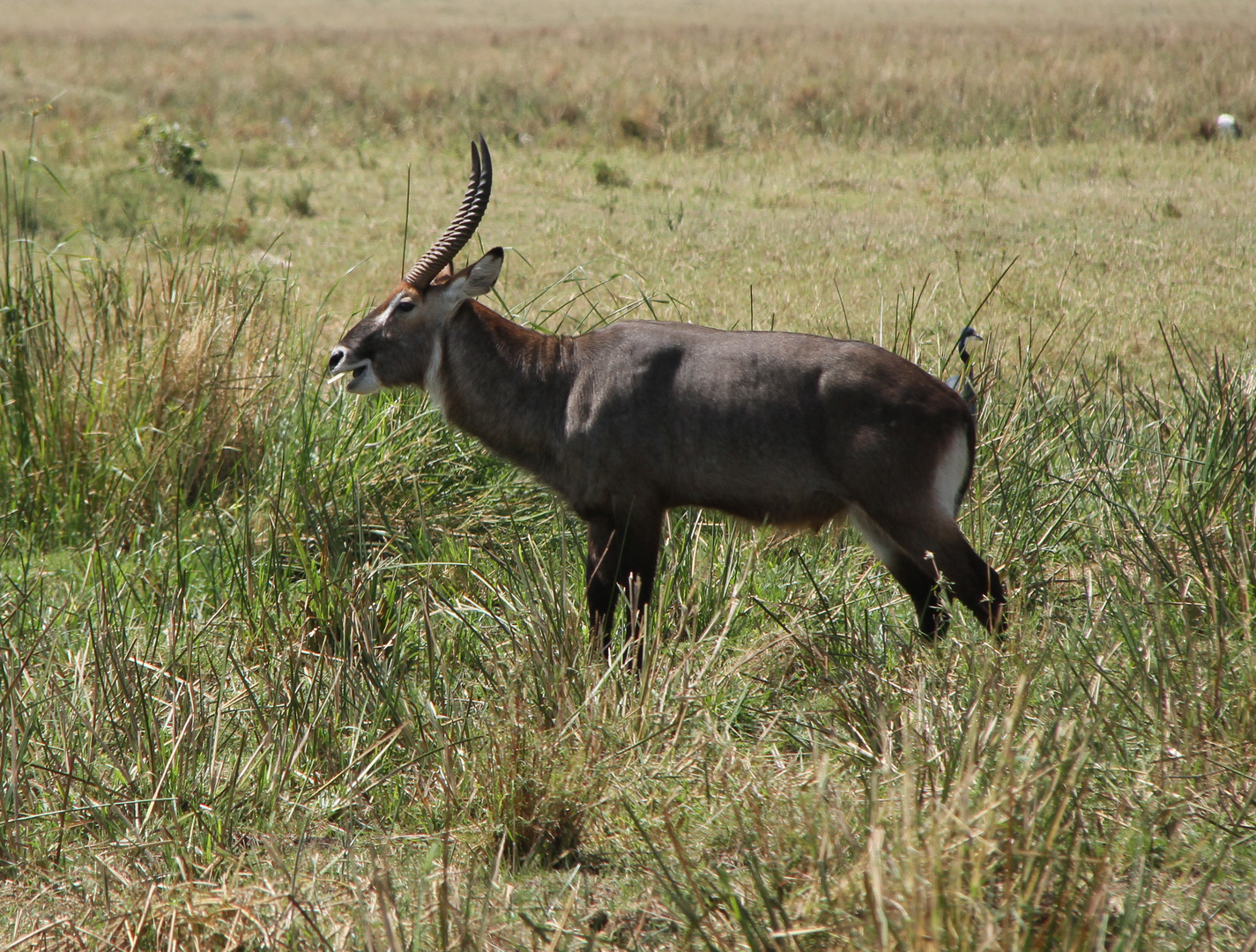 Wasserbock - Kobus ellipsiprymnus