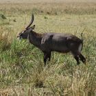 Wasserbock - Kobus ellipsiprymnus