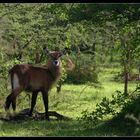 Wasserbock, Lake Mburo Nationalpark, Uganda