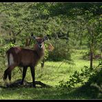 Wasserbock, Lake Mburo Nationalpark, Uganda