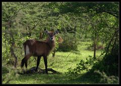 Wasserbock, Lake Mburo Nationalpark, Uganda