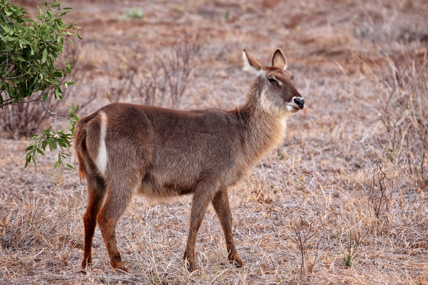 Wasserbock mit Spiegel