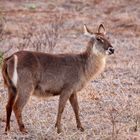 Wasserbock mit Spiegel