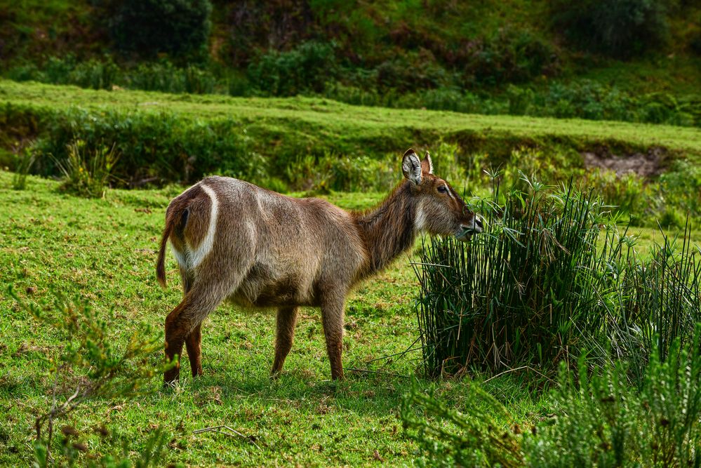 Wasserbock. Obwohl eine Wasserbockdame....DSC_4525