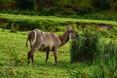 Wasserbock. Obwohl eine Wasserbockdame....DSC_4525