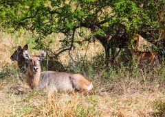 Wasserbock pausiert