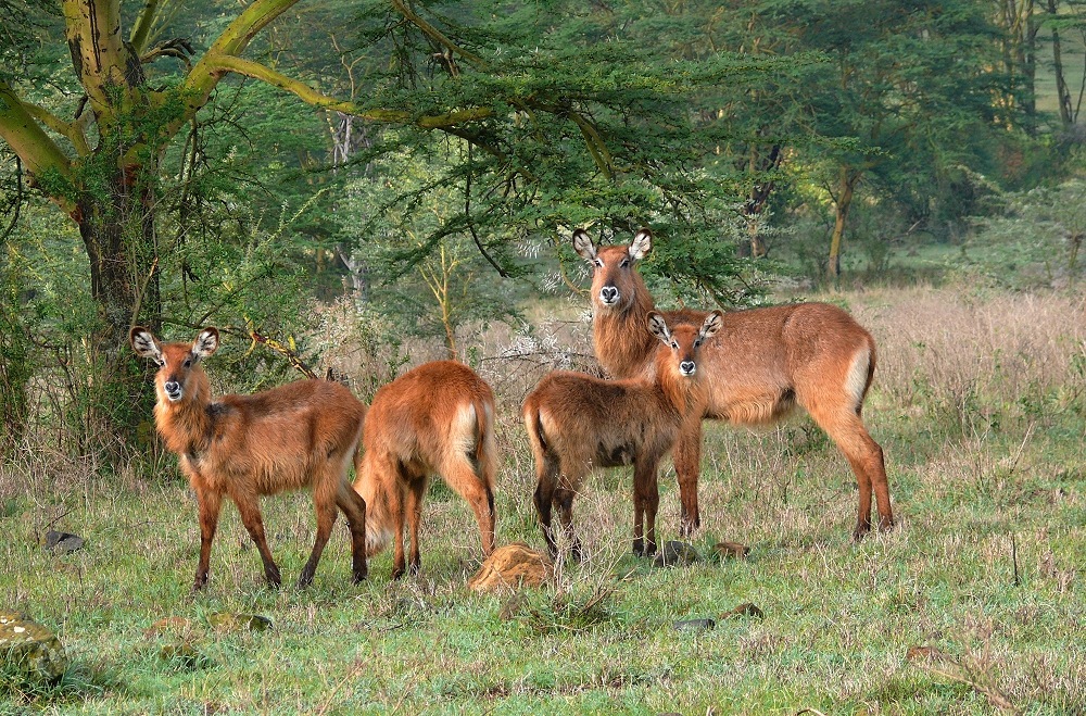 Wasserbock - South Luangwa - Zambia