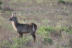 Wasserbock Tsavo Ost Nationalpark Kenya