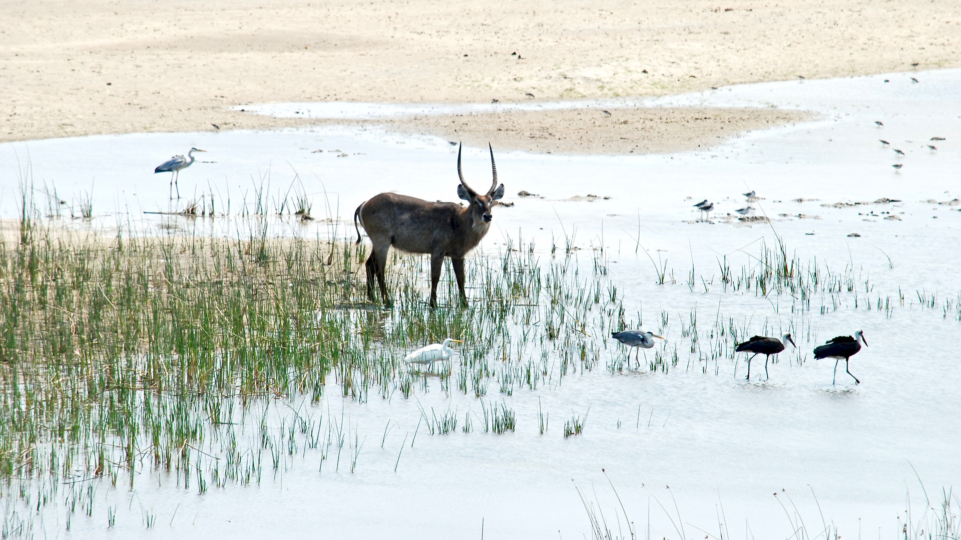 Wasserbock und Begleiter