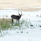 Wasserbock und Begleiter