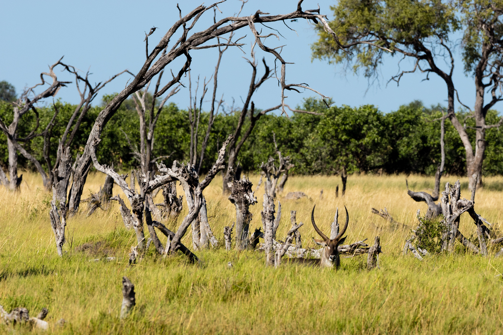 Wasserbock- Waterbuck - gut getarnt