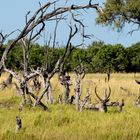 Wasserbock- Waterbuck - gut getarnt