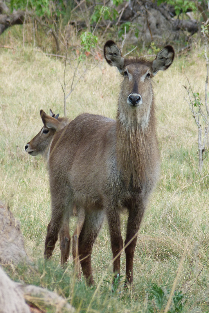 Wasserbock-Weibchen