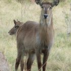 Wasserbock-Weibchen