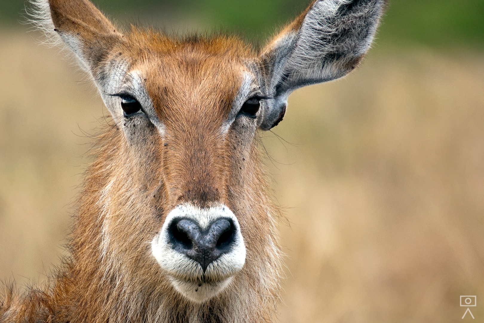 Wasserbock (weiblich), Uganda