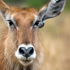 Wasserbock (weiblich), Uganda