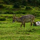 Wasserbock..............DSC_4524