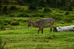 Wasserbock..............DSC_4524