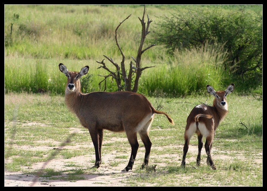 Wasserboecke im Murchison Falls NP, Uganda