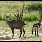 Wasserboecke im Murchison Falls NP, Uganda