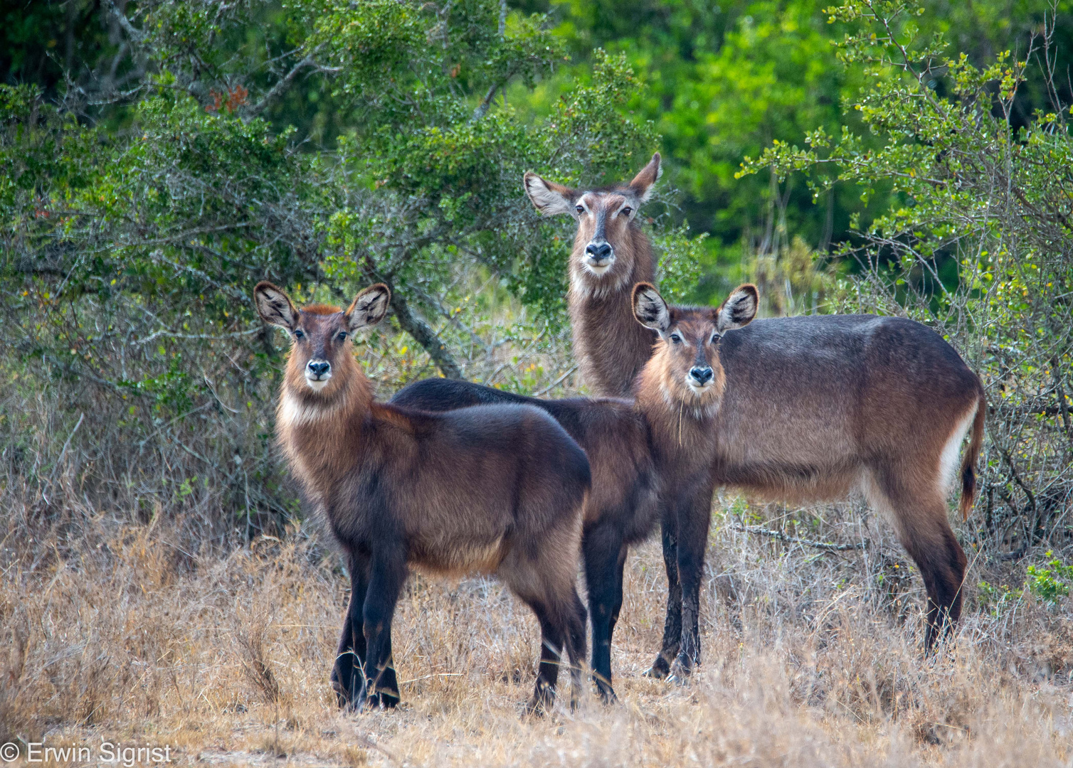 Wasserböcke in der Maasai Mara