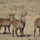 Wasserböcke  -  Serengeti-NP