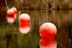 Wasserbojen / Hechtsee