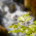 "Wasserbuche"