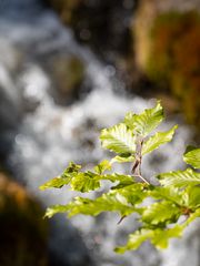 "Wasserbuche"