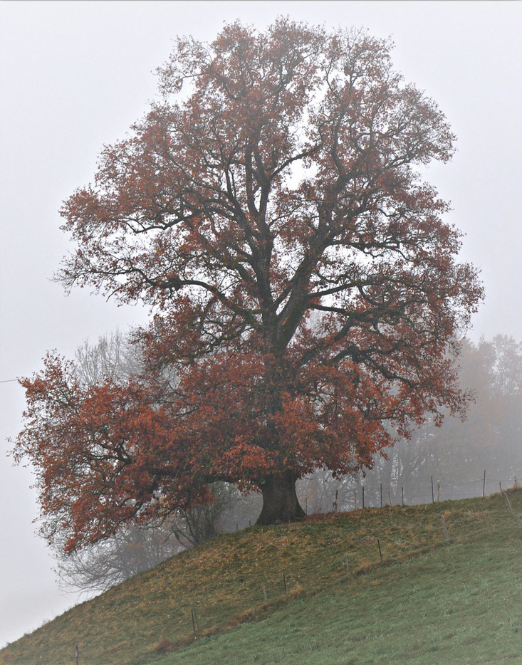 Wasserbuckel - Eiche im Novembergrau