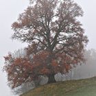 Wasserbuckel - Eiche im Novembergrau