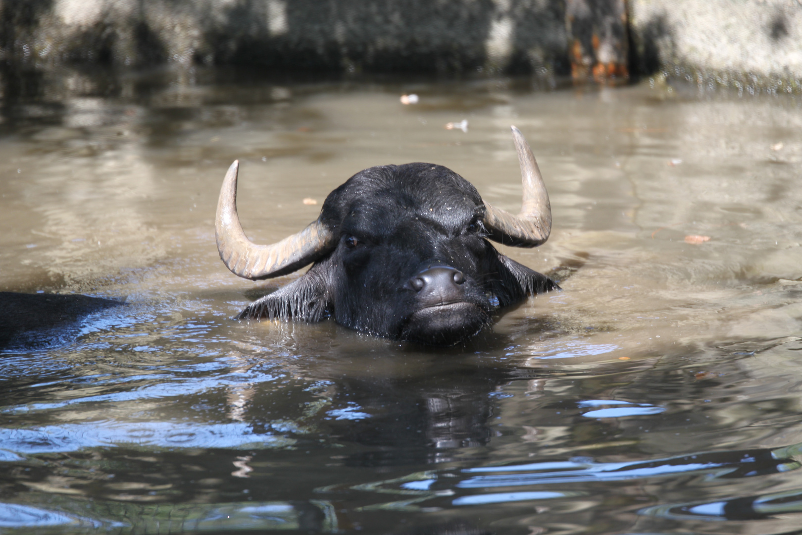 Wasserbüffel