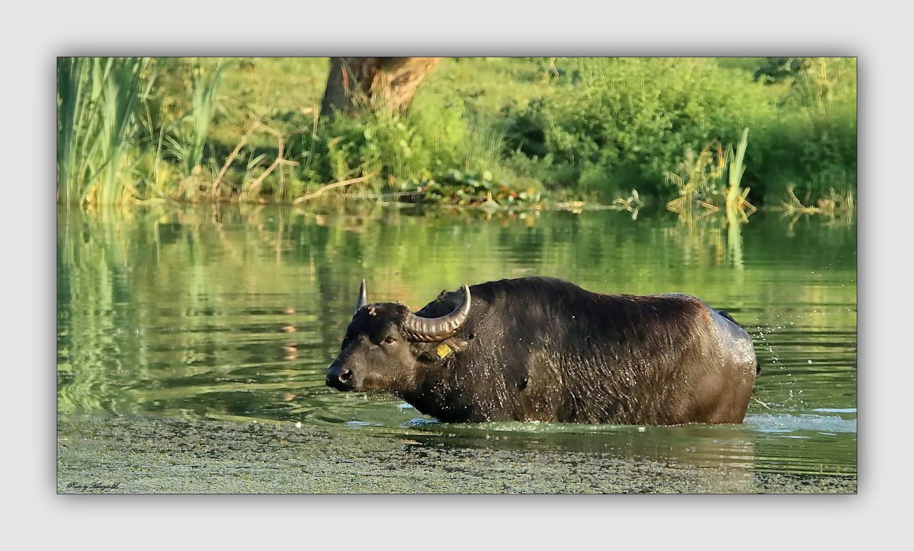 Wasserbüffel