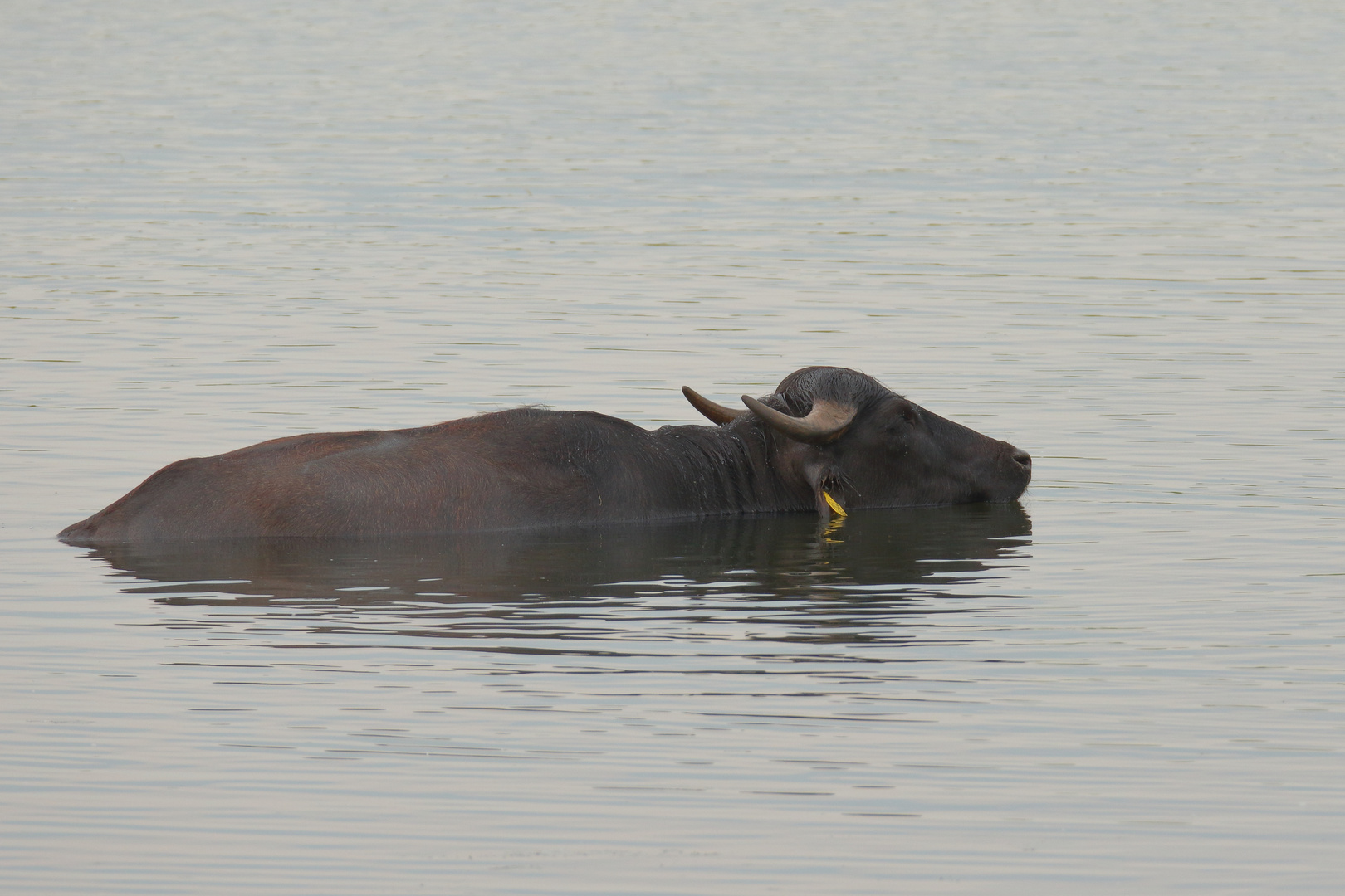 Wasserbüffel am Niederrhein