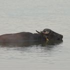 Wasserbüffel am Niederrhein