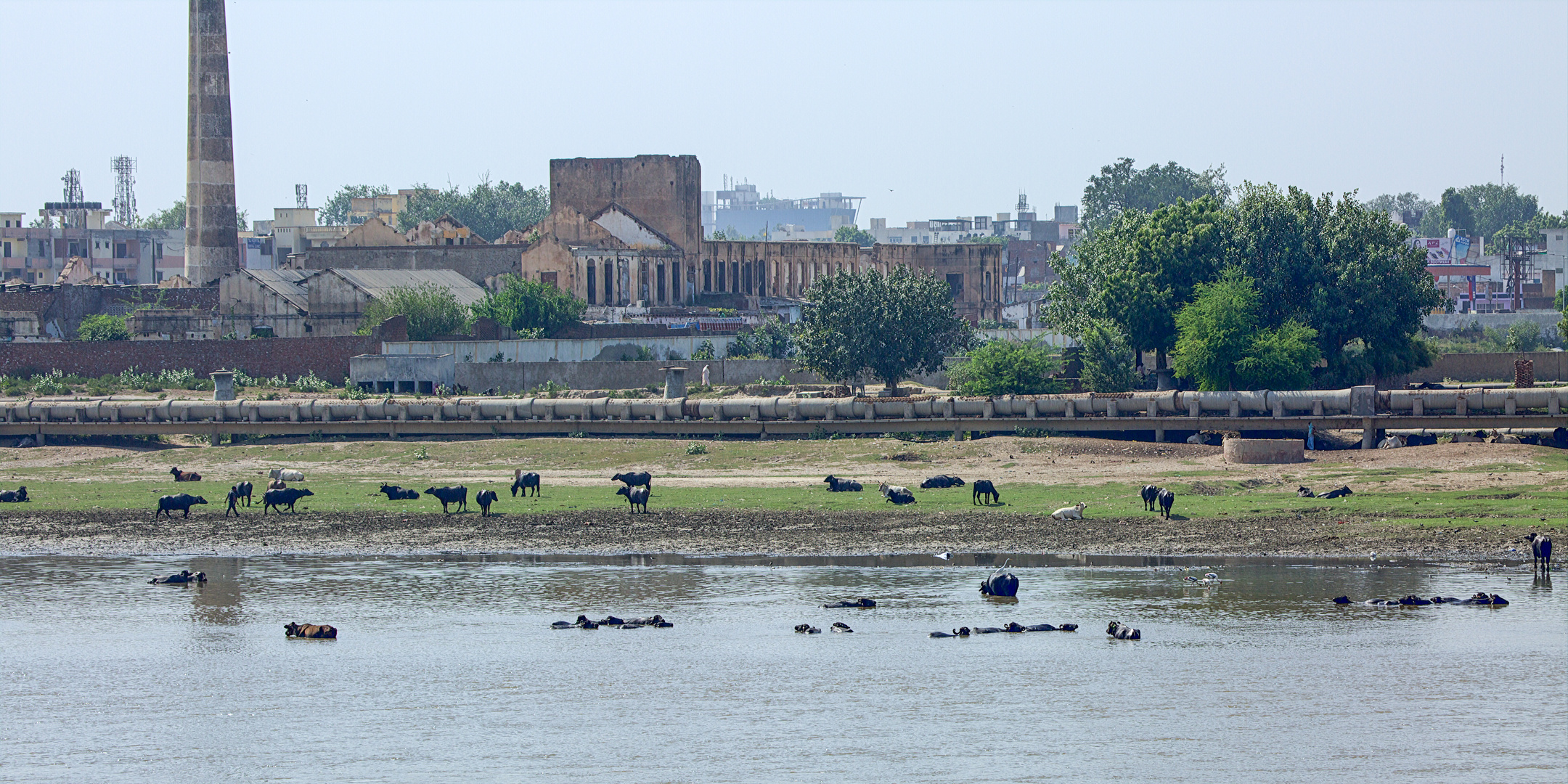 Wasserbüffel am Yamuna