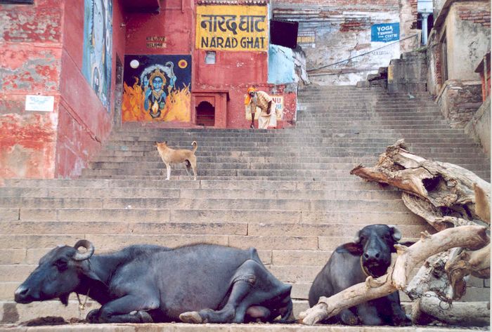 Wasserbüffel an den Ghats in Varanasi