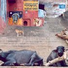 Wasserbüffel an den Ghats in Varanasi