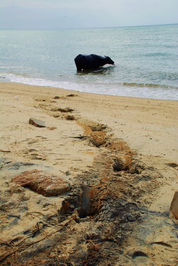 Wasserbüffel auf dem Weg ins Meer