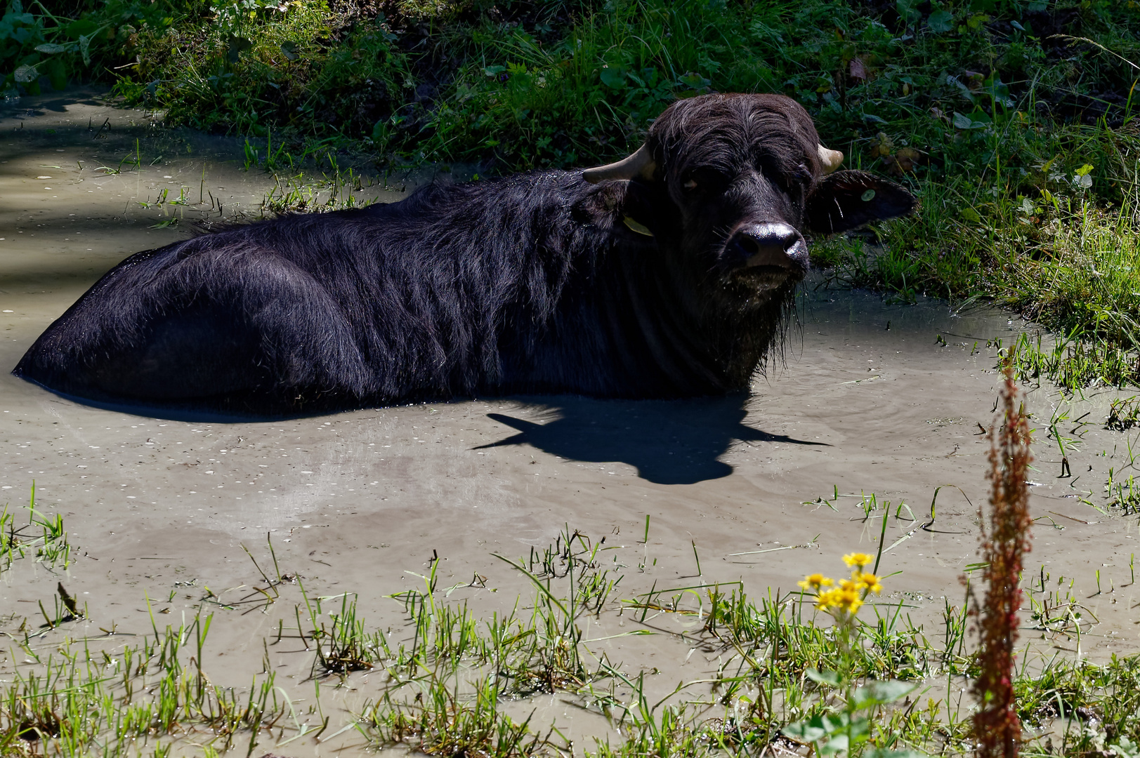 Wasserbüffel auf Pragelpass