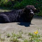 Wasserbüffel auf Pragelpass