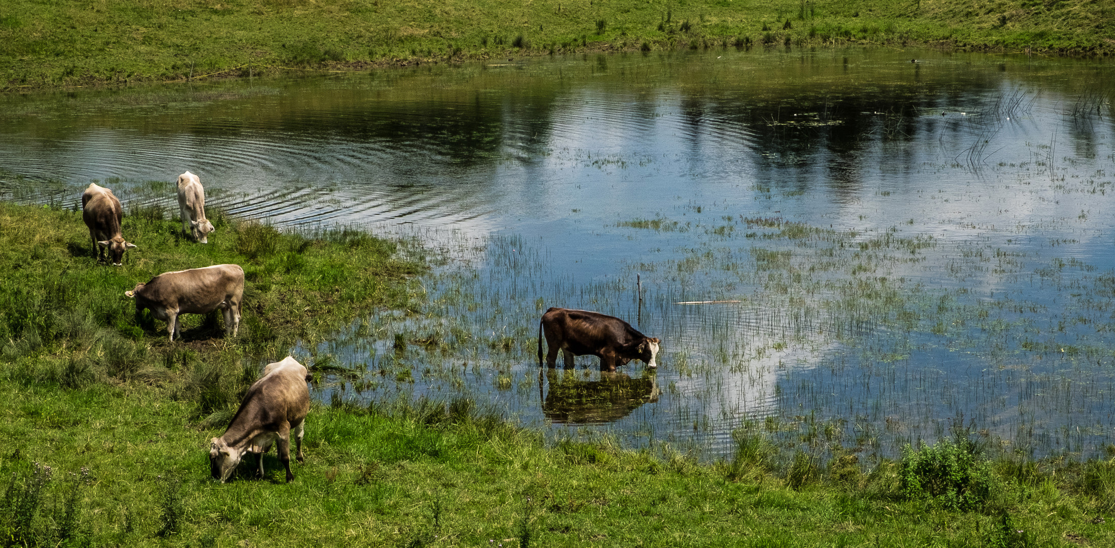 Wasserbüffel