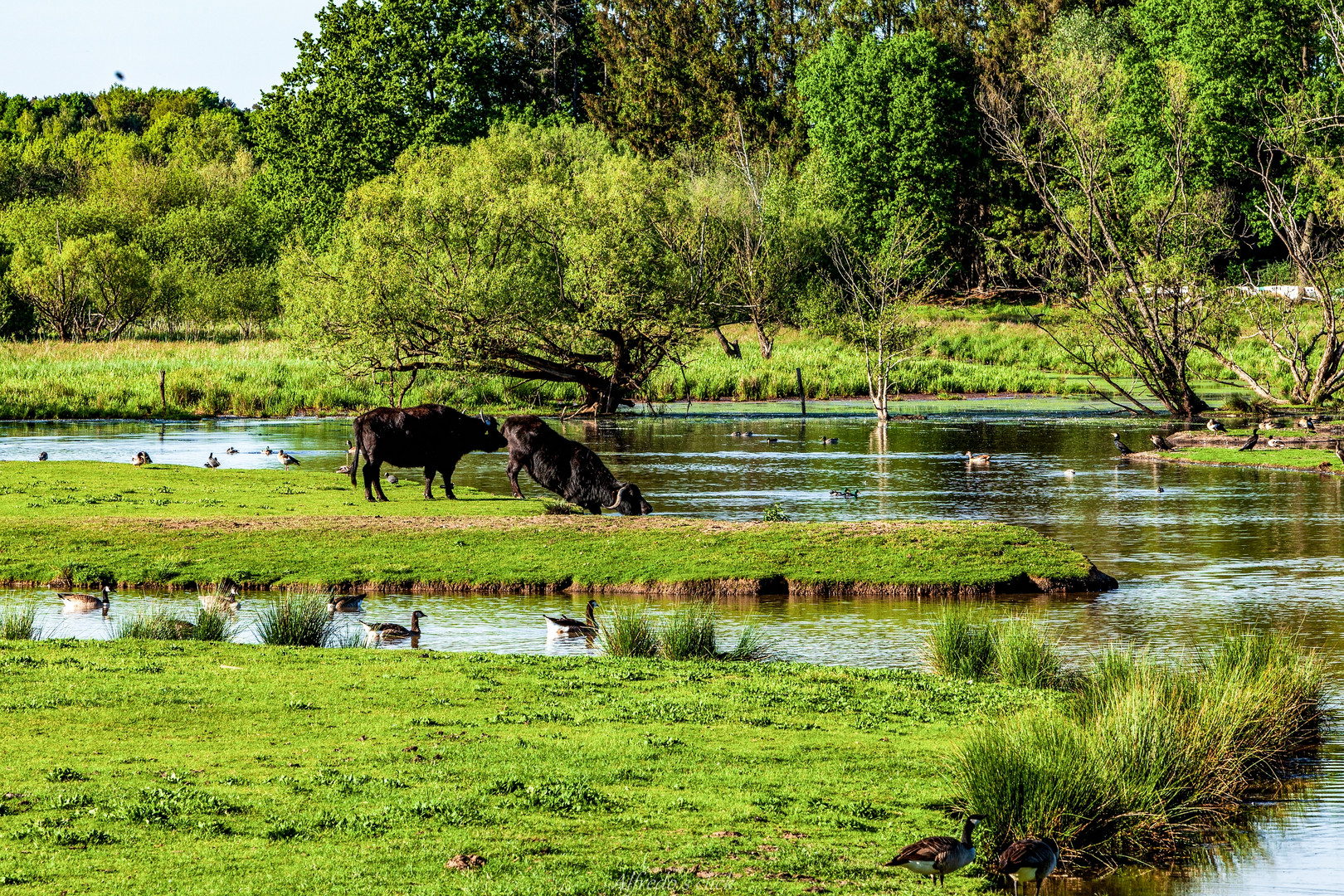 Wasserbüffel Beedener Biotoop