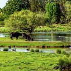 Wasserbüffel Beedener Biotoop