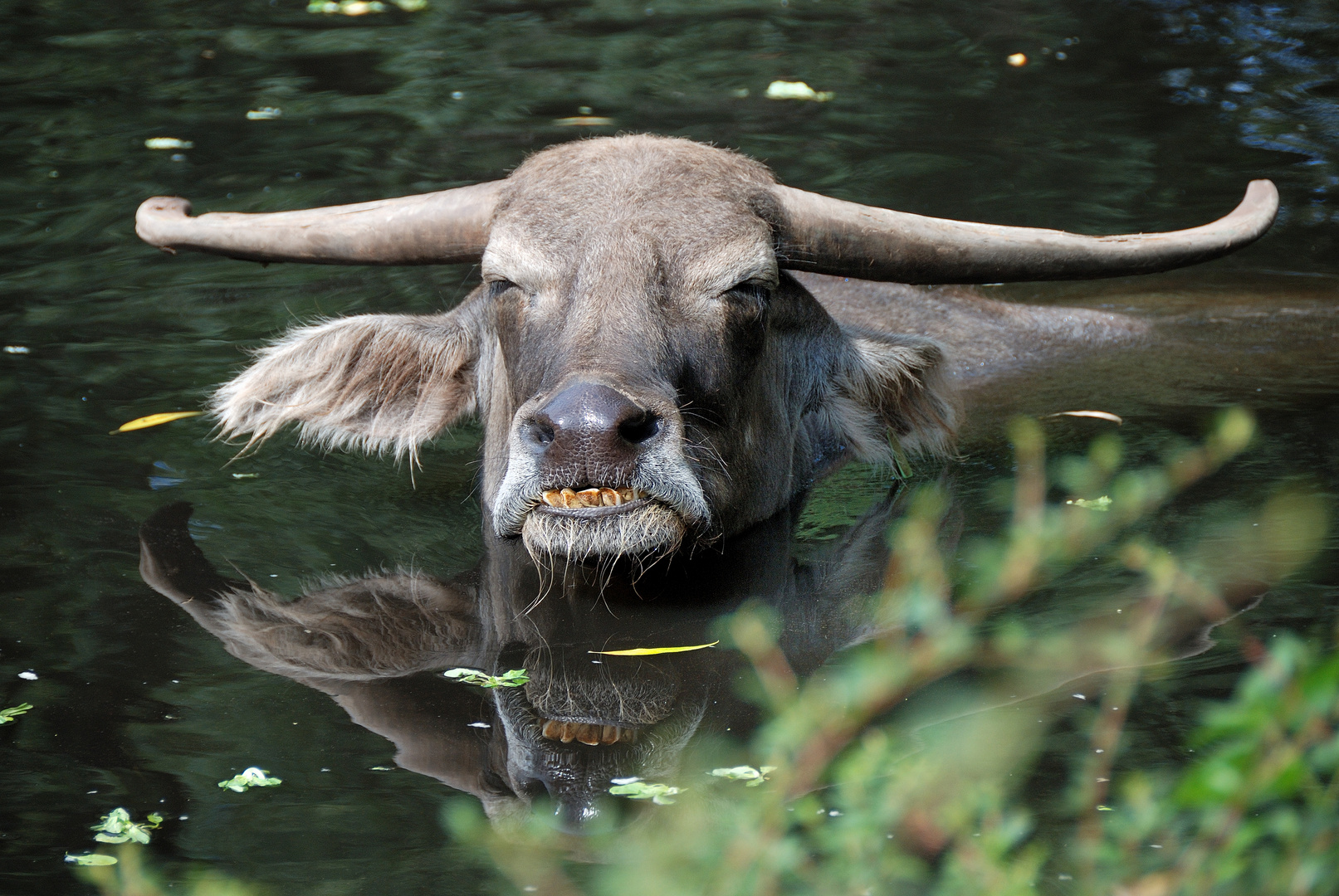 Wasserbüffel bei Entspannungsbad