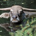Wasserbüffel bei Entspannungsbad