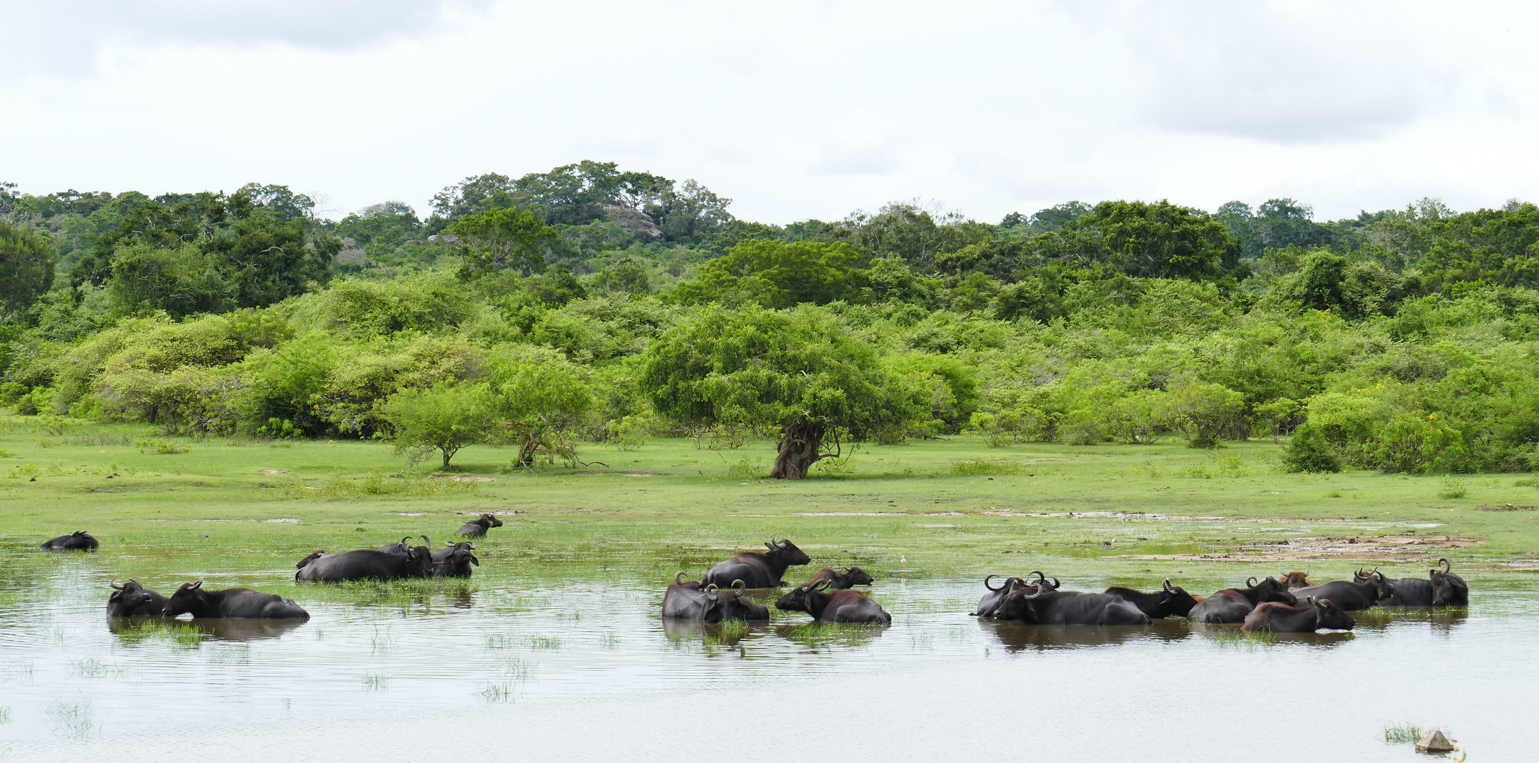 ...Wasserbüffel beim Bad im Yala Nationalpark...